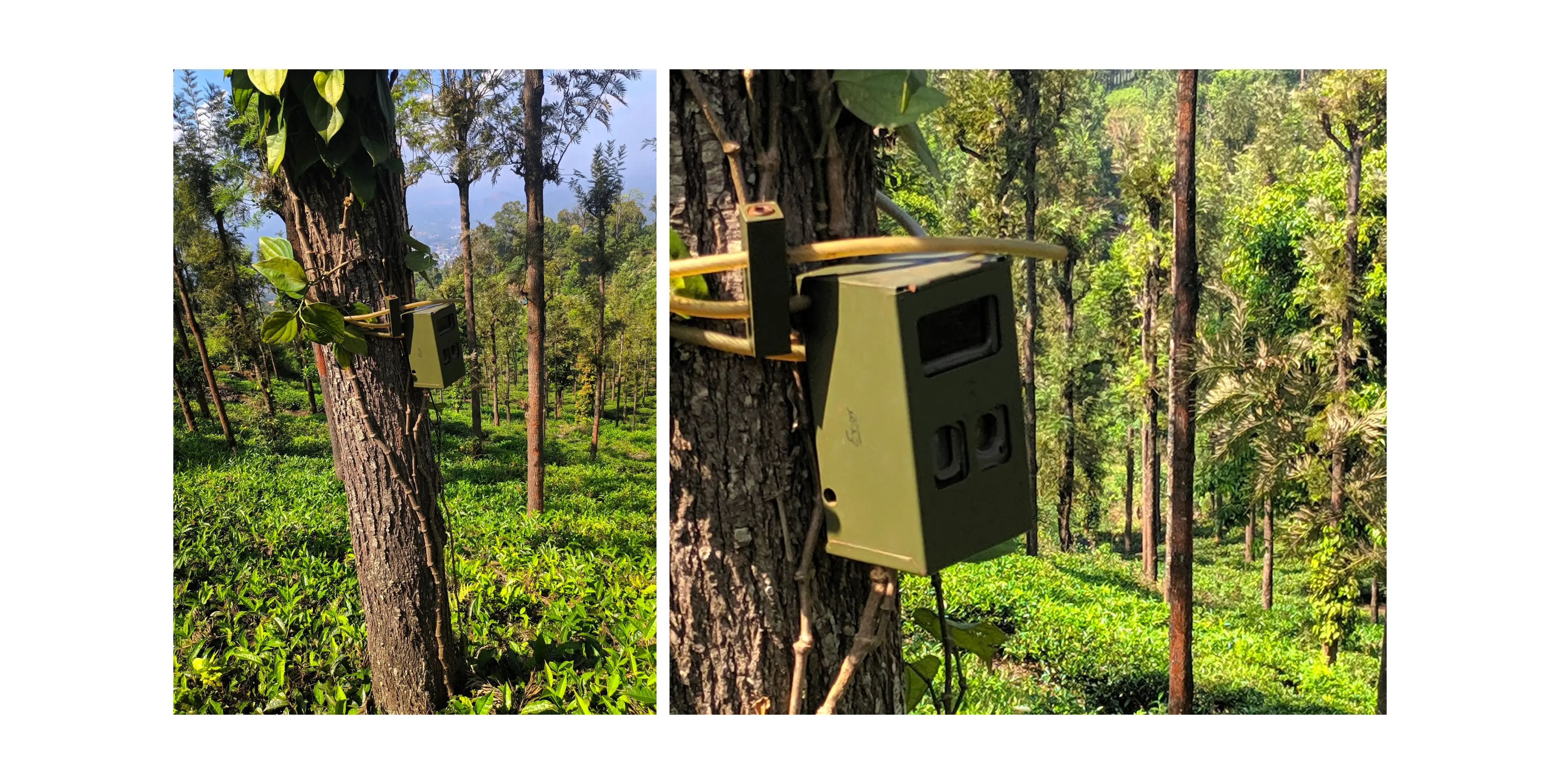An image showing a camera mounted on a tree in a lush green forest, used for the automated surveillance of elephants. The camera, housed in a rectangular box-like structure, is attached to the tree using straps.